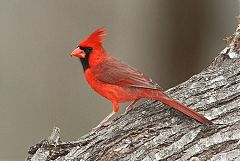 Northern Cardinal