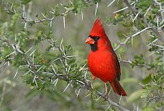 Northern Cardinal