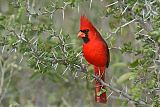 Northern Cardinal