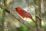 Northern Cardinalborder=