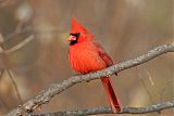 Northern Cardinalborder=