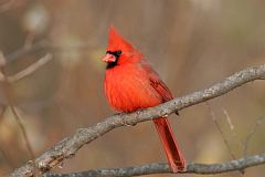 Northern Cardinal