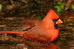 Northern Cardinal