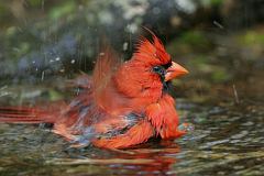 Northern Cardinal