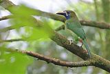 Northern Emerald-Toucanet