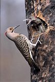 Northern Flicker