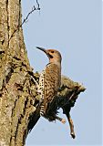 Northern Flickerborder=