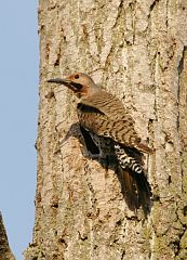 Northern Flicker