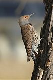 Northern Flicker