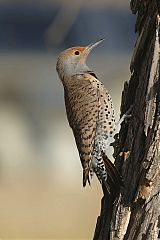 Northern Flicker