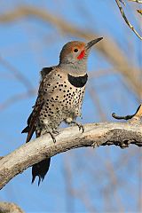 Northern Flicker