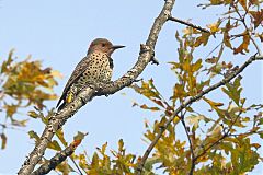 Northern Flicker