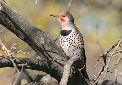 Northern Flicker