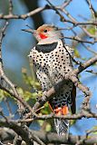 Northern Flicker