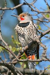 Northern Flicker