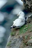 Northern Fulmar