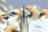Northern Gannet