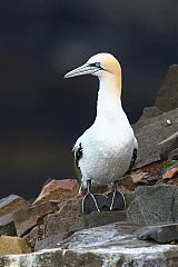 Northern Gannet