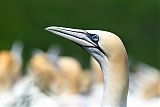 Northern Gannet