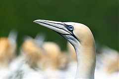 Northern Gannet