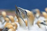 Northern Gannet