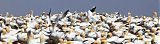 Northern Gannet