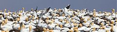 Northern Gannet