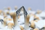 Northern Gannet