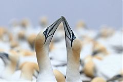 Northern Gannet
