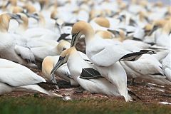 Northern Gannet