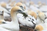 Northern Gannet