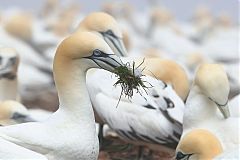 Northern Gannet