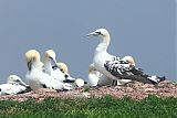 Northern Gannet