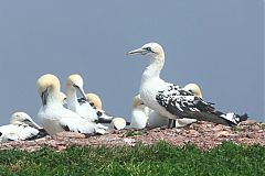 Northern Gannet