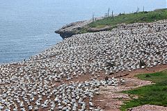 Northern Gannet