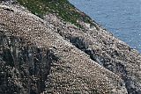 Northern Gannet