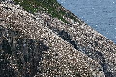 Northern Gannet