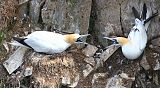Northern Gannet