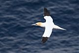 Northern Gannet