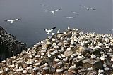 Northern Gannet