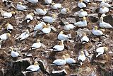 Northern Gannet