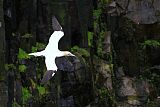 Northern Gannet