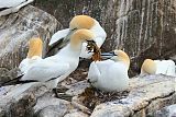 Northern Gannet