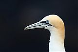 Northern Gannet