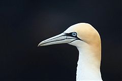 Northern Gannet