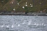 Northern Gannet