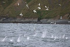 Northern Gannet