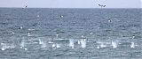 Northern Gannet