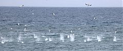 Northern Gannet