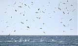 Northern Gannet